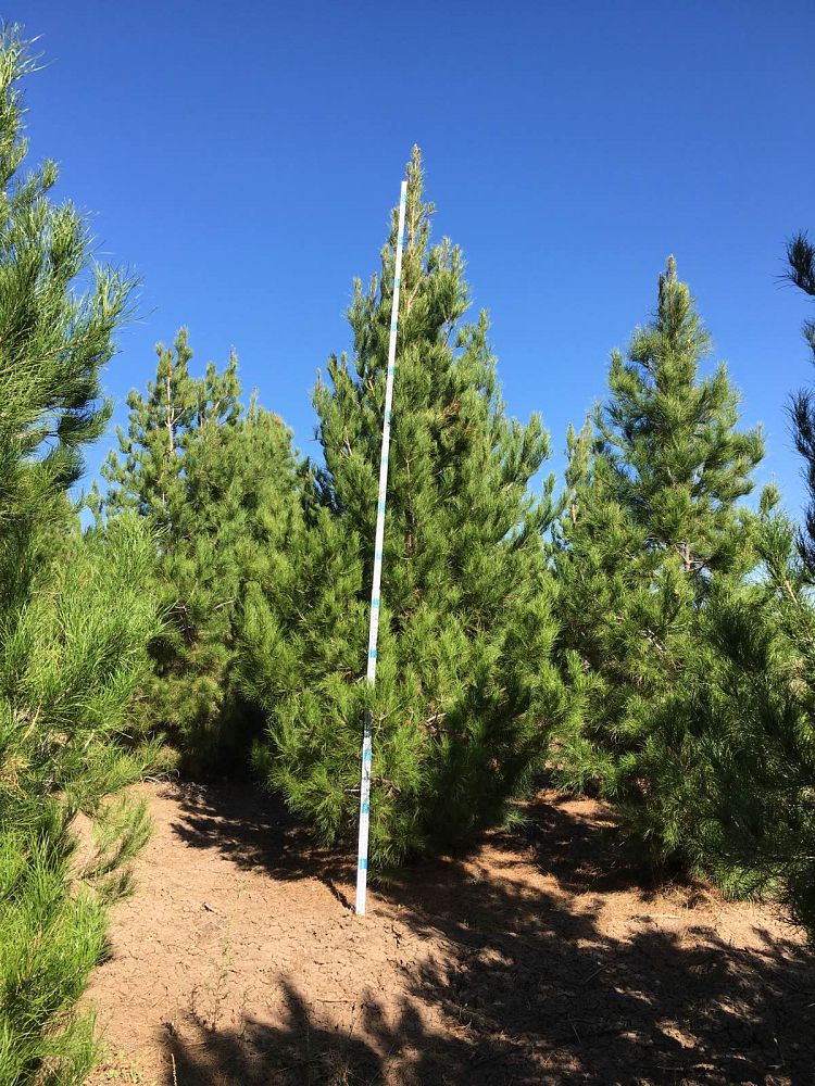 pinus-eldarica-eldarica-pine-afghan-pine-mondale-pine