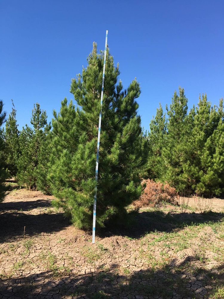 pinus-eldarica-eldarica-pine-afghan-pine-mondale-pine