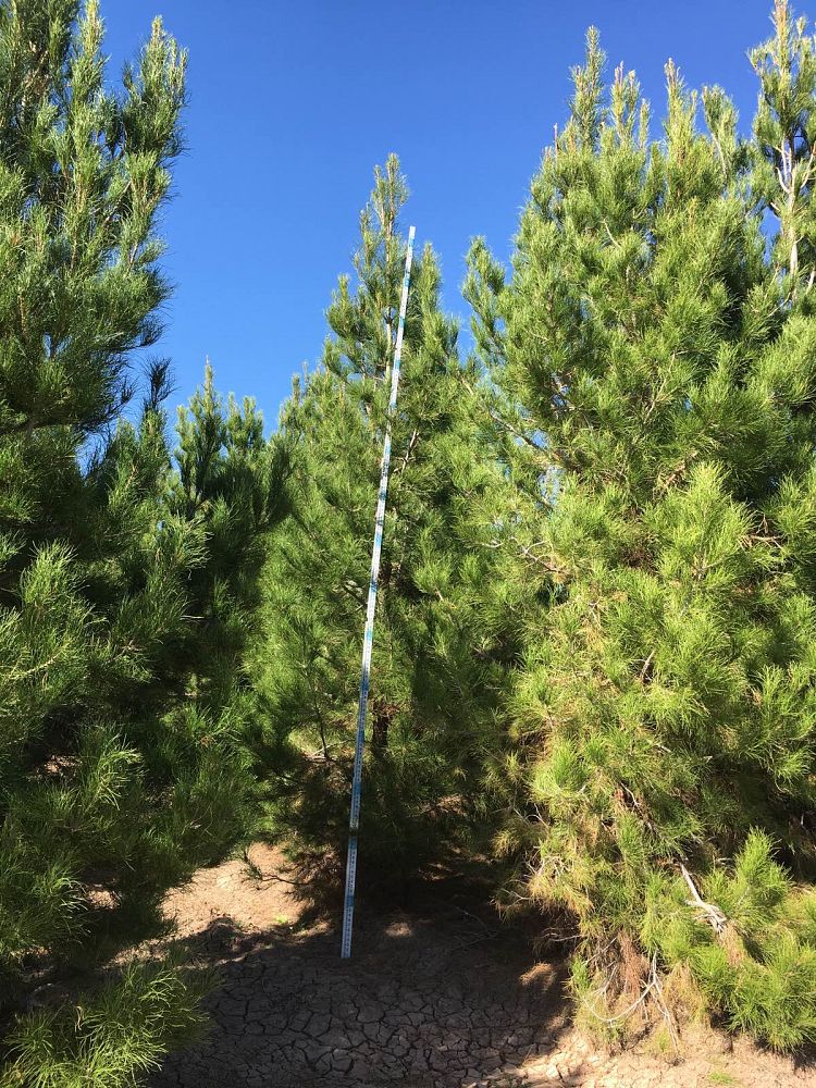 pinus-eldarica-eldarica-pine-afghan-pine-mondale-pine