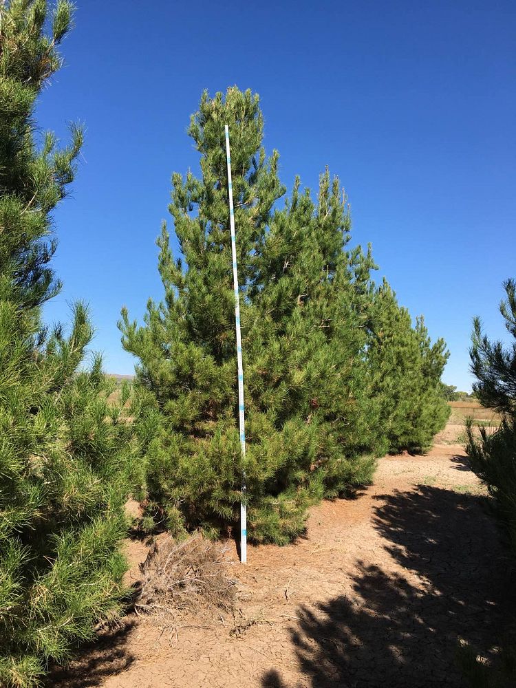 pinus-eldarica-eldarica-pine-afghan-pine-mondale-pine