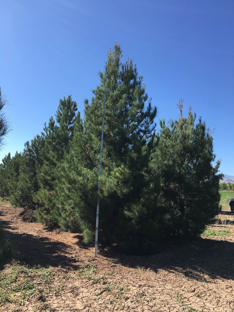 pinus-eldarica-eldarica-pine-afghan-pine-mondale-pine