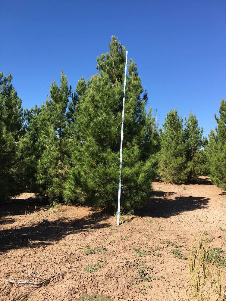 pinus-eldarica-eldarica-pine-afghan-pine-mondale-pine