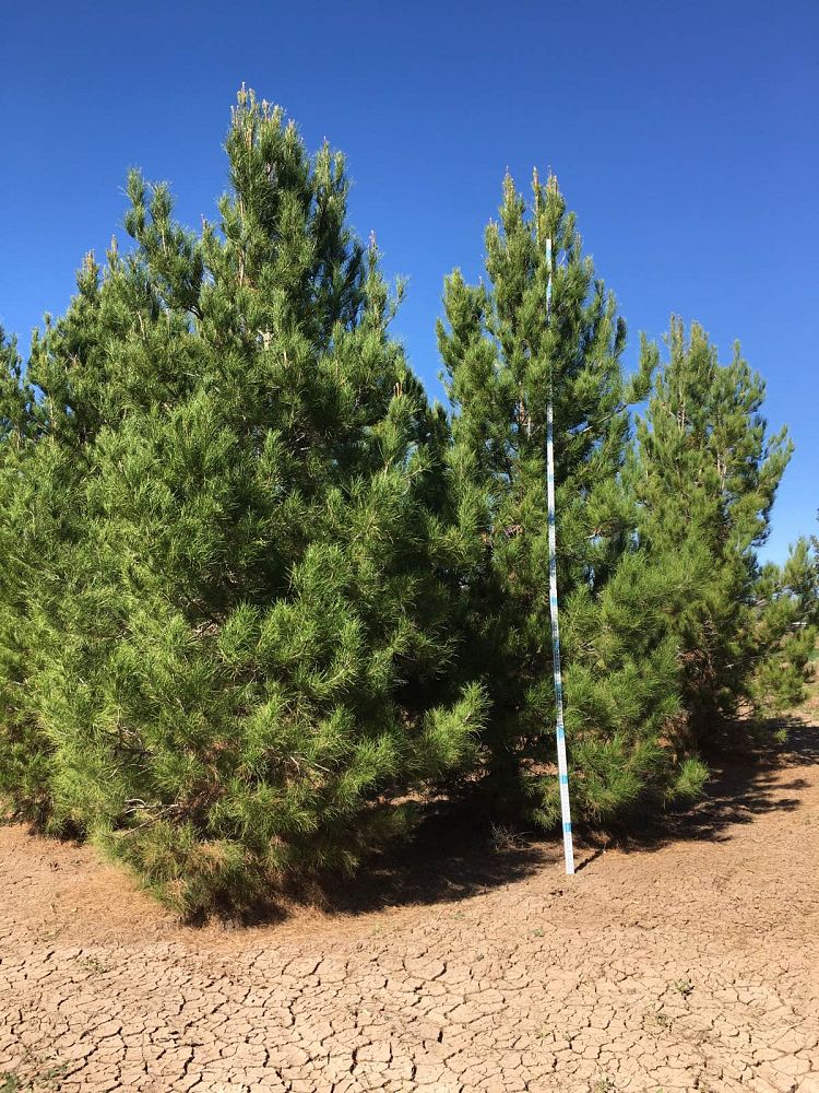 pinus-eldarica-eldarica-pine-afghan-pine-mondale-pine