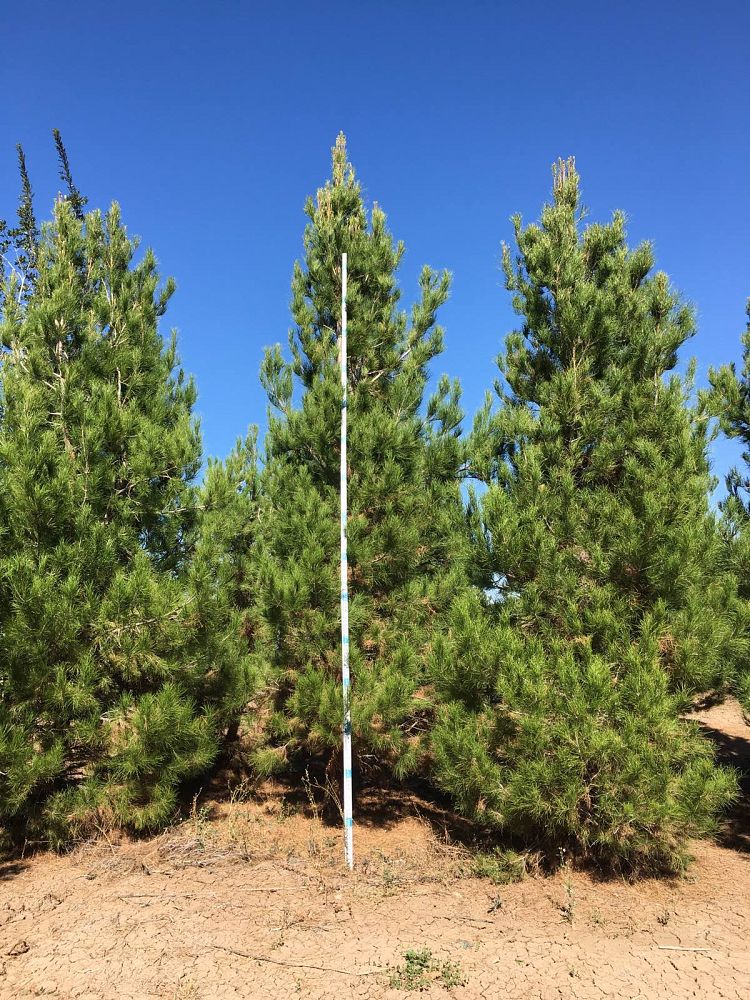 pinus-eldarica-eldarica-pine-afghan-pine-mondale-pine