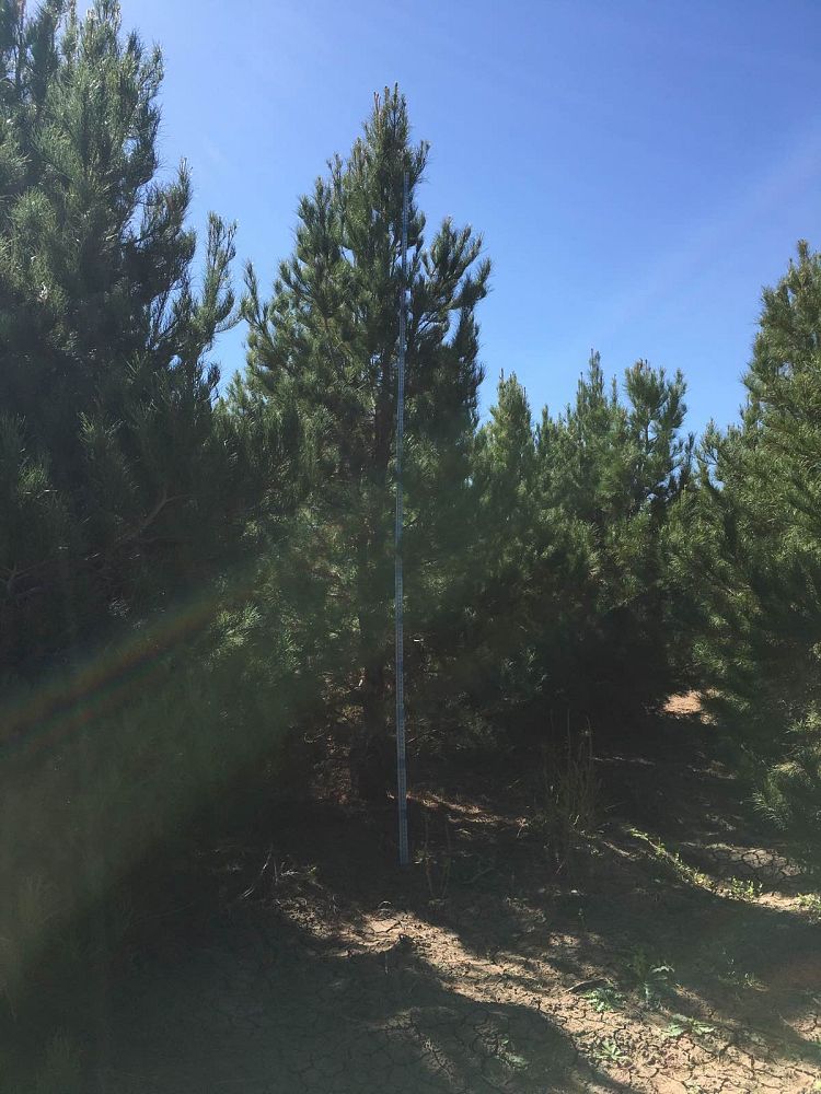 pinus-eldarica-eldarica-pine-afghan-pine-mondale-pine