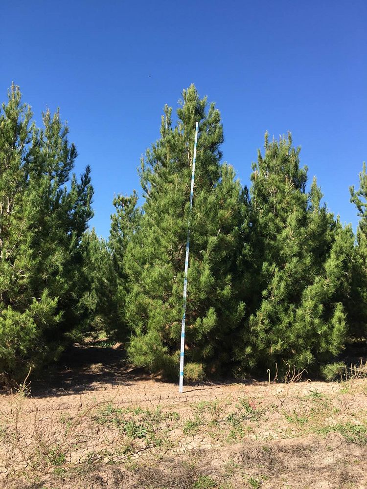pinus-eldarica-eldarica-pine-afghan-pine-mondale-pine