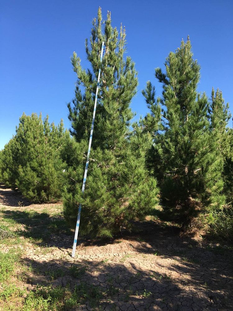 pinus-eldarica-eldarica-pine-afghan-pine-mondale-pine