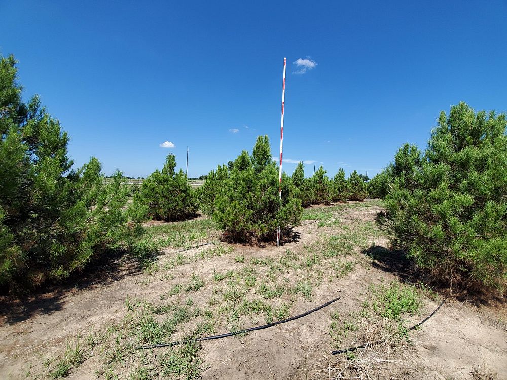 pinus-eldarica-eldarica-pine-afghan-pine-mondale-pine