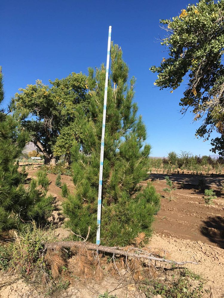pinus-eldarica-eldarica-pine-afghan-pine-mondale-pine