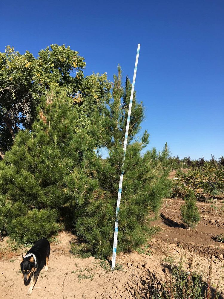 pinus-eldarica-eldarica-pine-afghan-pine-mondale-pine