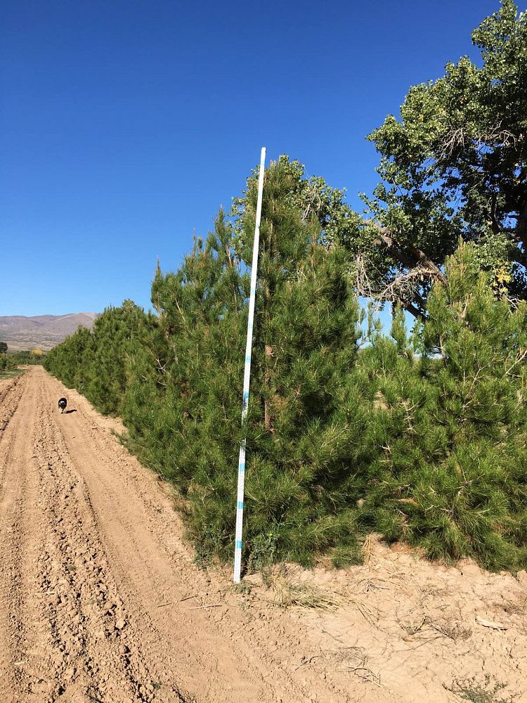pinus-eldarica-eldarica-pine-afghan-pine-mondale-pine