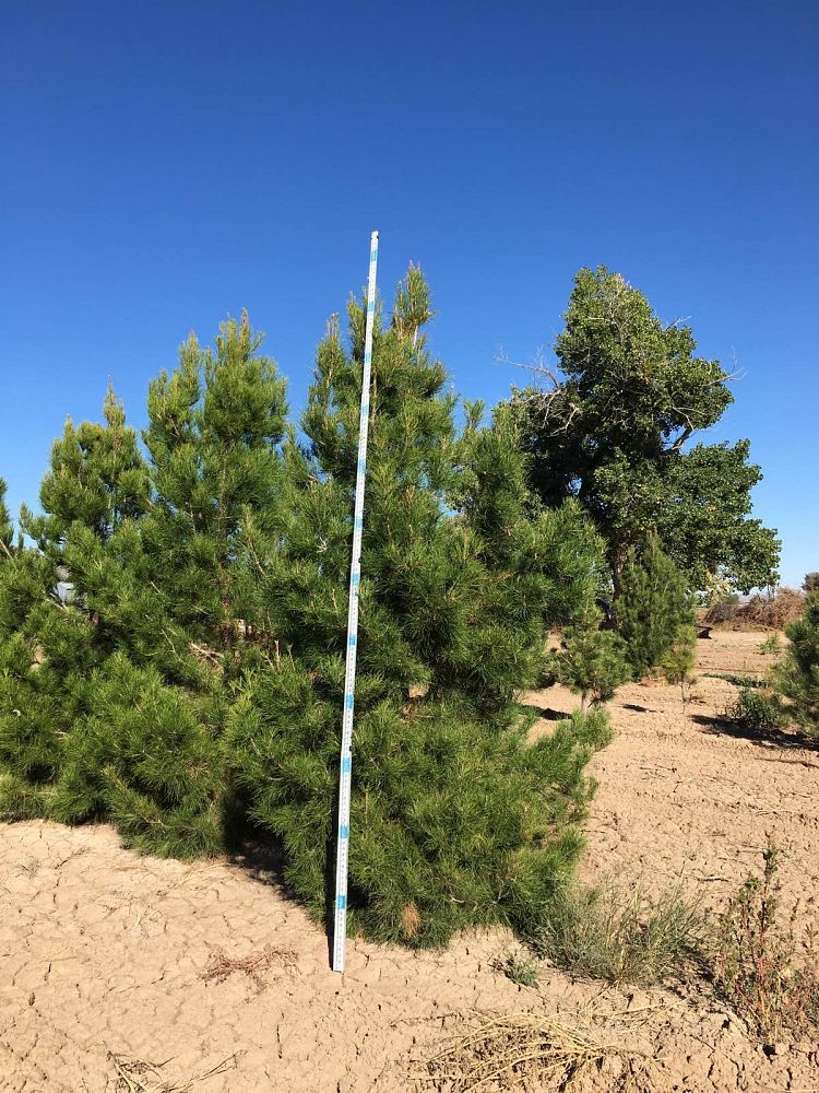 pinus-eldarica-eldarica-pine-afghan-pine-mondale-pine