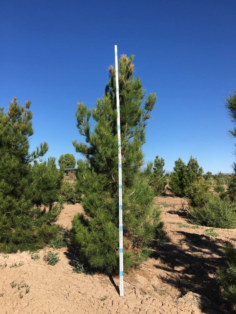 pinus-eldarica-eldarica-pine-afghan-pine-mondale-pine