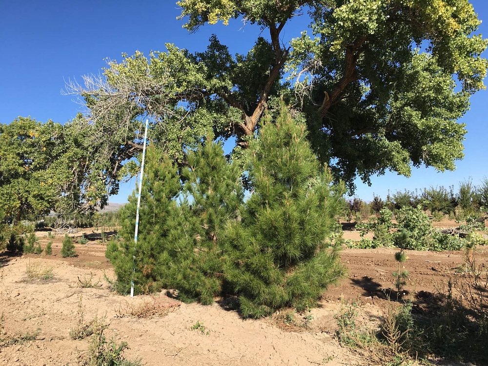pinus-eldarica-eldarica-pine-afghan-pine-mondale-pine