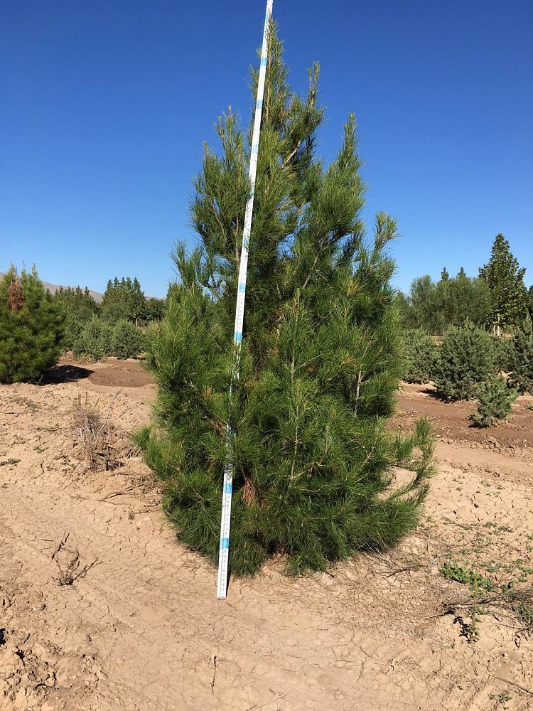 pinus-eldarica-eldarica-pine-afghan-pine-mondale-pine