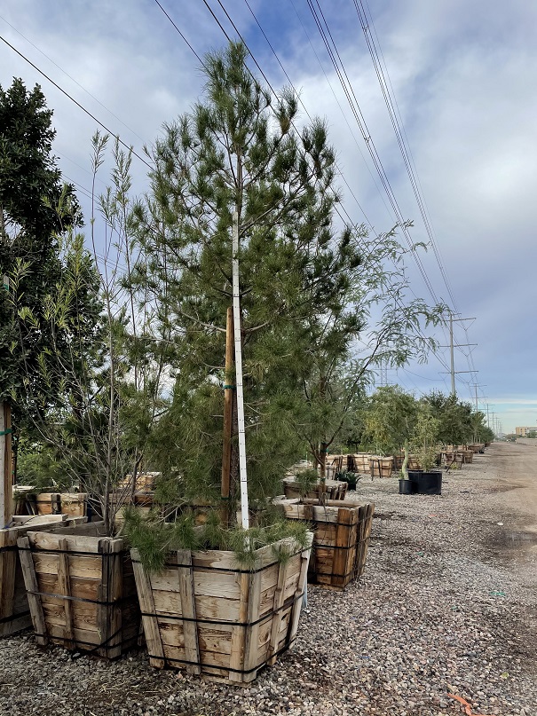 pinus-eldarica-eldarica-pine-afghan-pine-mondale-pine