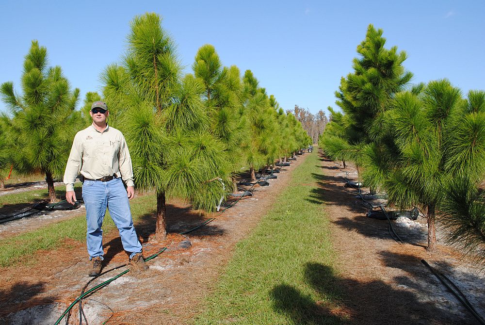 pinus-elliottii-densa-densa-pine-south-florida-slash-pine