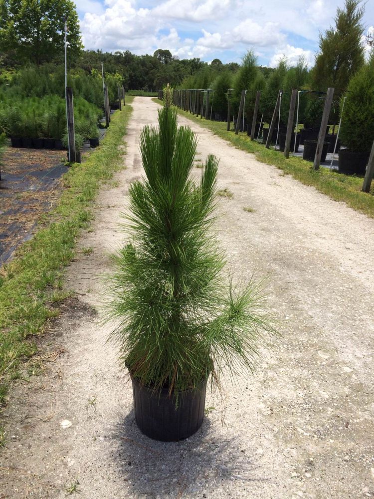 pinus-elliottii-densa-densa-pine-south-florida-slash-pine