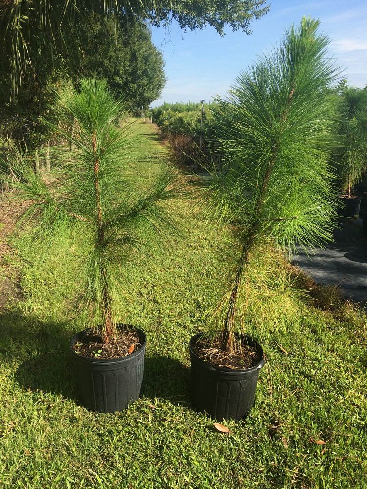 pinus-elliottii-densa-densa-pine-south-florida-slash-pine