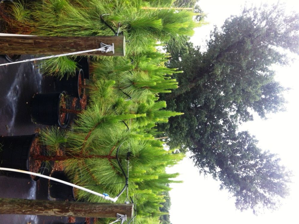 pinus-elliottii-densa-densa-pine-south-florida-slash-pine