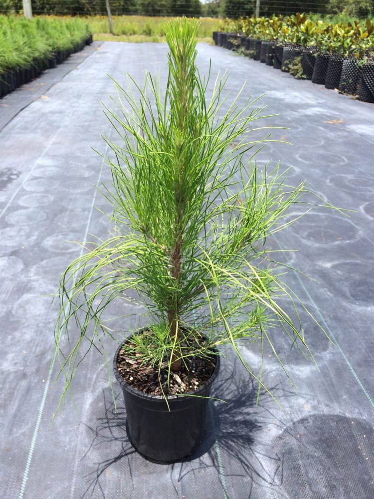 pinus-elliottii-densa-densa-pine-south-florida-slash-pine