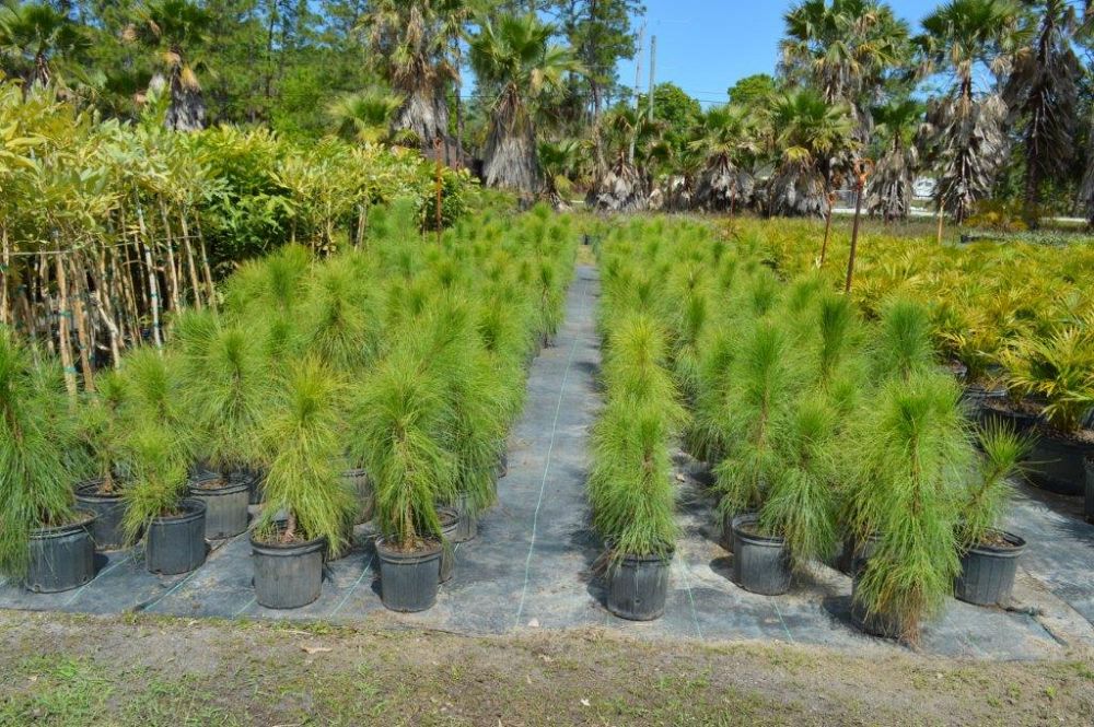 pinus-elliottii-densa-densa-pine-south-florida-slash-pine