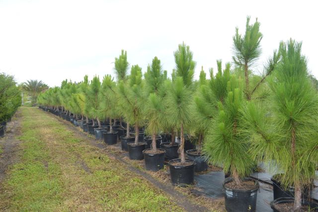 pinus-elliottii-densa-densa-pine-south-florida-slash-pine