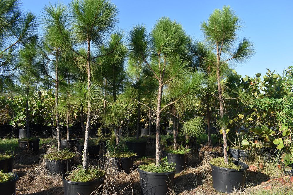 pinus-elliottii-densa-densa-pine-south-florida-slash-pine
