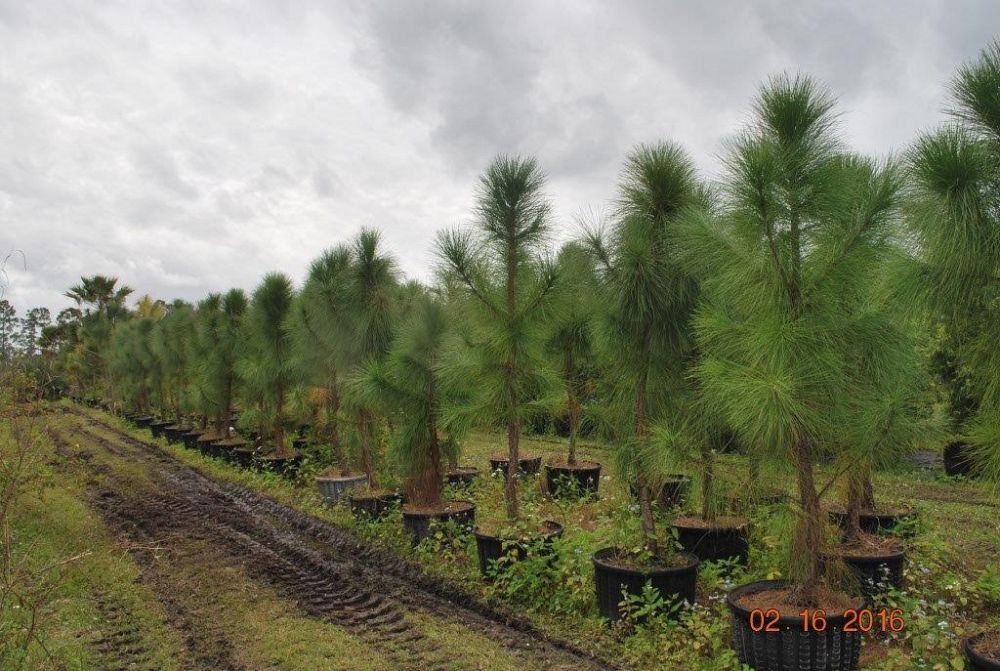 pinus-elliottii-densa-densa-pine-south-florida-slash-pine