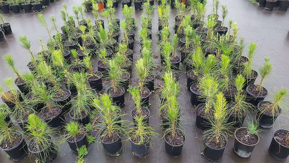 pinus-elliottii-densa-densa-pine-south-florida-slash-pine