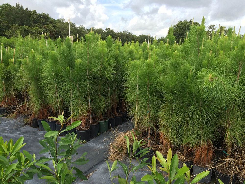 pinus-elliottii-densa-densa-pine-south-florida-slash-pine