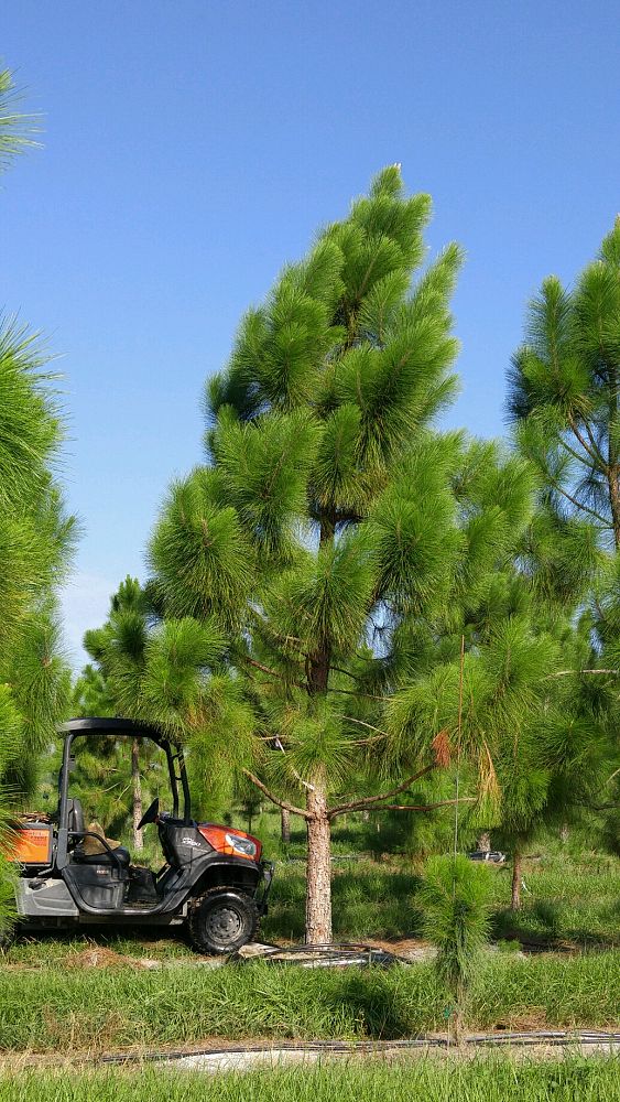 pinus-elliottii-densa-densa-pine-south-florida-slash-pine