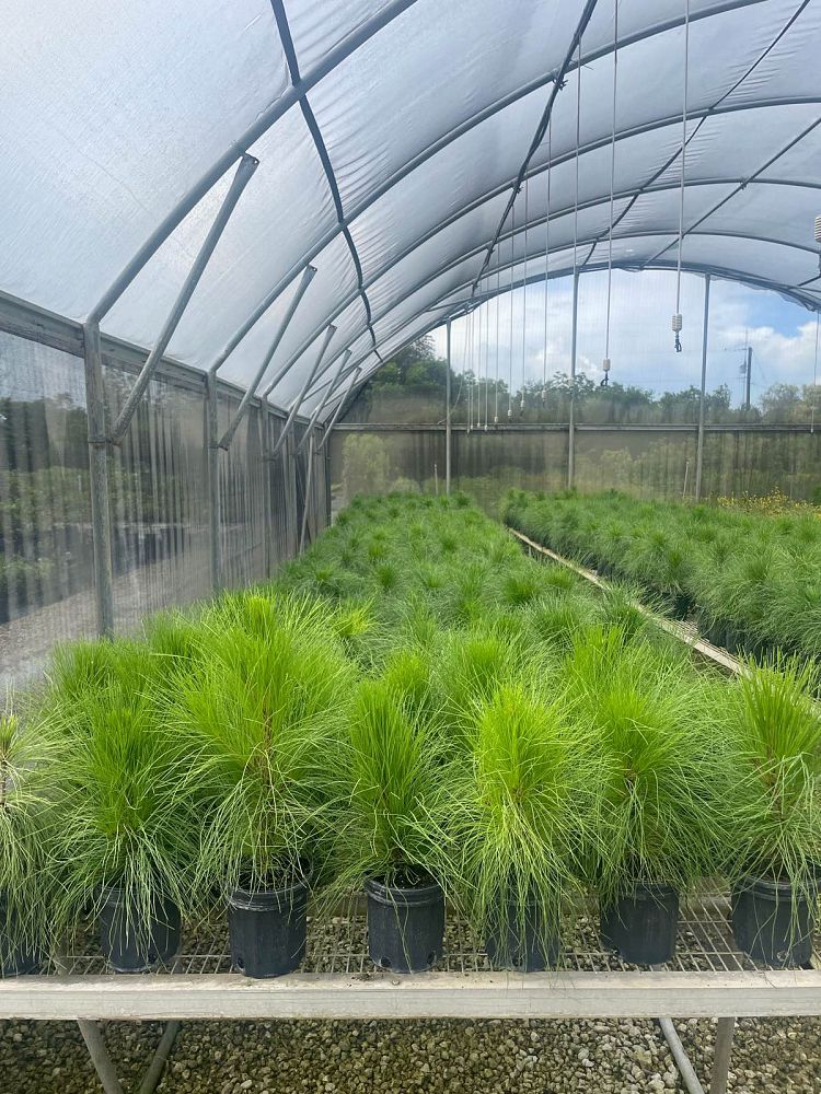 pinus-elliottii-densa-densa-pine-south-florida-slash-pine