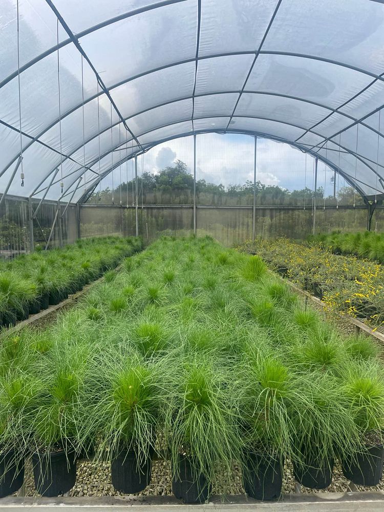 pinus-elliottii-densa-densa-pine-south-florida-slash-pine