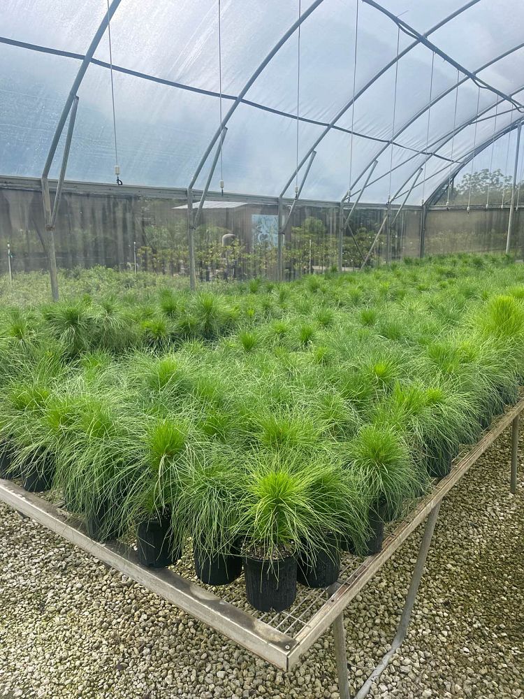 pinus-elliottii-densa-densa-pine-south-florida-slash-pine