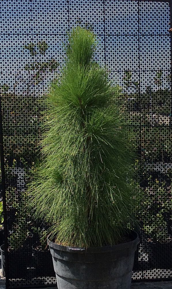 pinus-elliottii-densa-densa-pine-south-florida-slash-pine