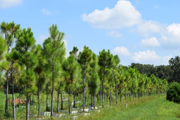pinus-elliottii-densa-densa-pine-south-florida-slash-pine