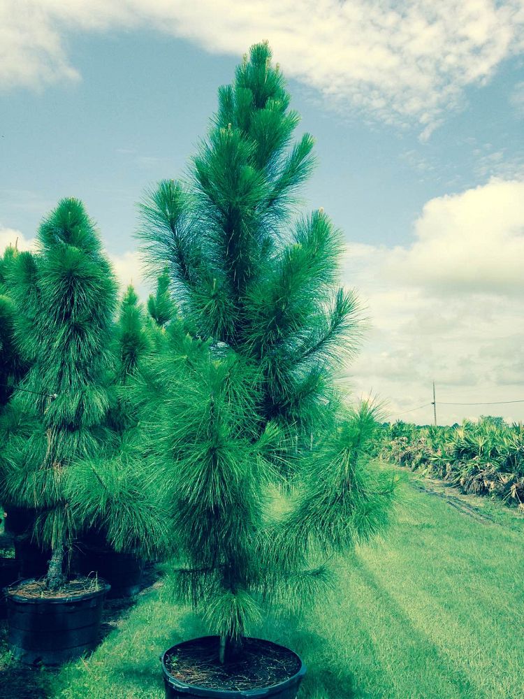 pinus-elliottii-densa-densa-pine-south-florida-slash-pine