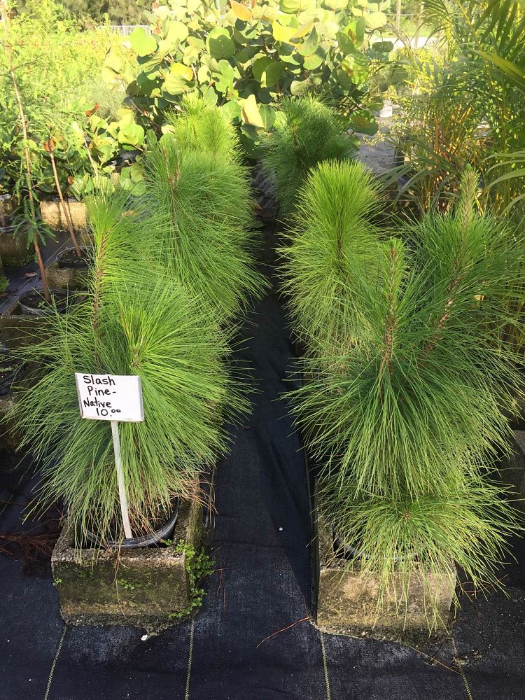 pinus-elliottii-densa-densa-pine-south-florida-slash-pine