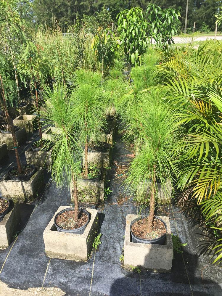 pinus-elliottii-densa-densa-pine-south-florida-slash-pine