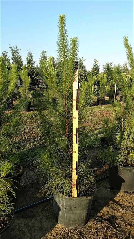 pinus-elliottii-densa-densa-pine-south-florida-slash-pine