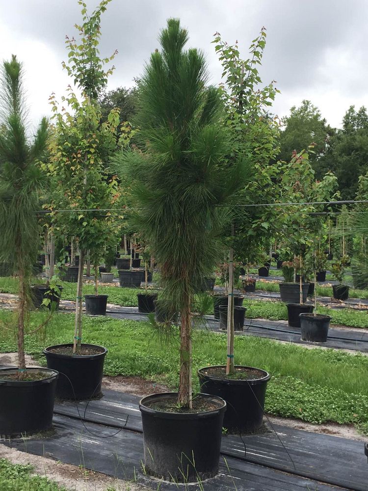 pinus-elliottii-densa-densa-pine-south-florida-slash-pine