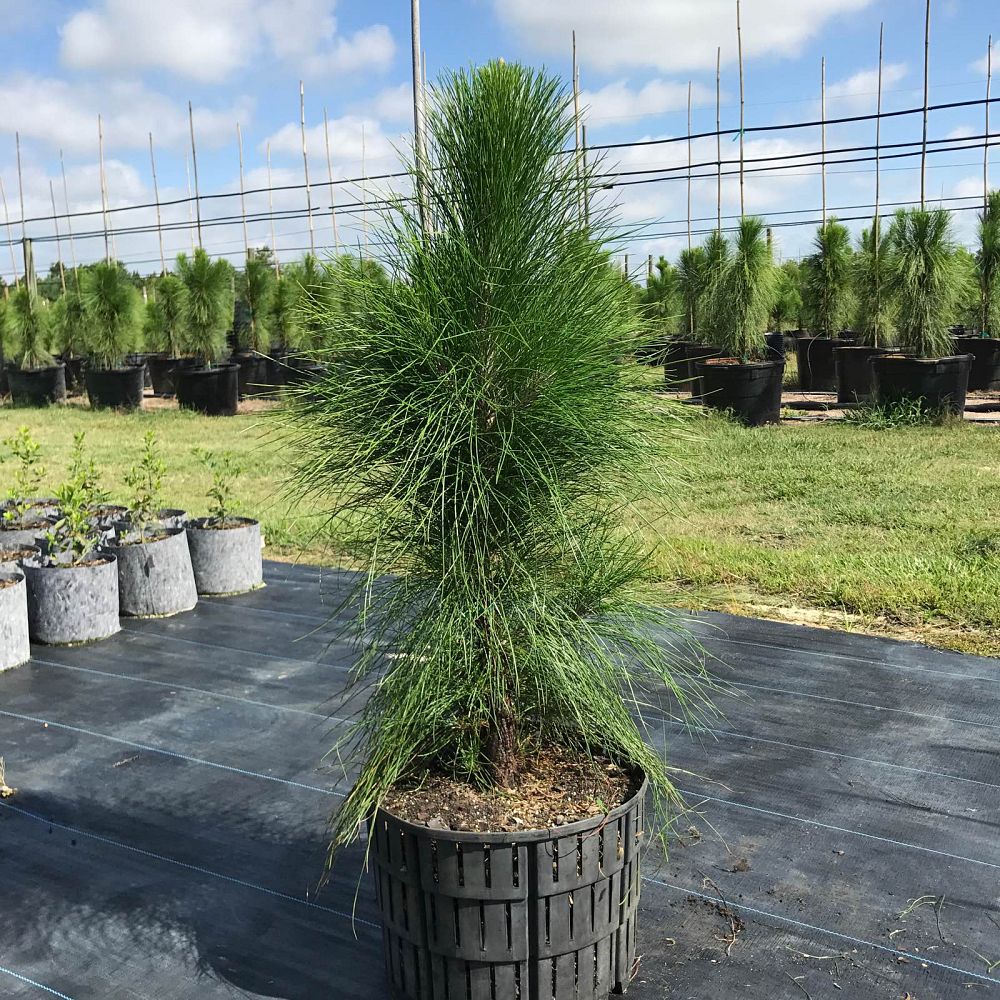 pinus-elliottii-densa-densa-pine-south-florida-slash-pine