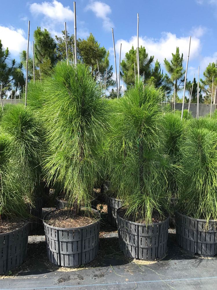 pinus-elliottii-densa-densa-pine-south-florida-slash-pine