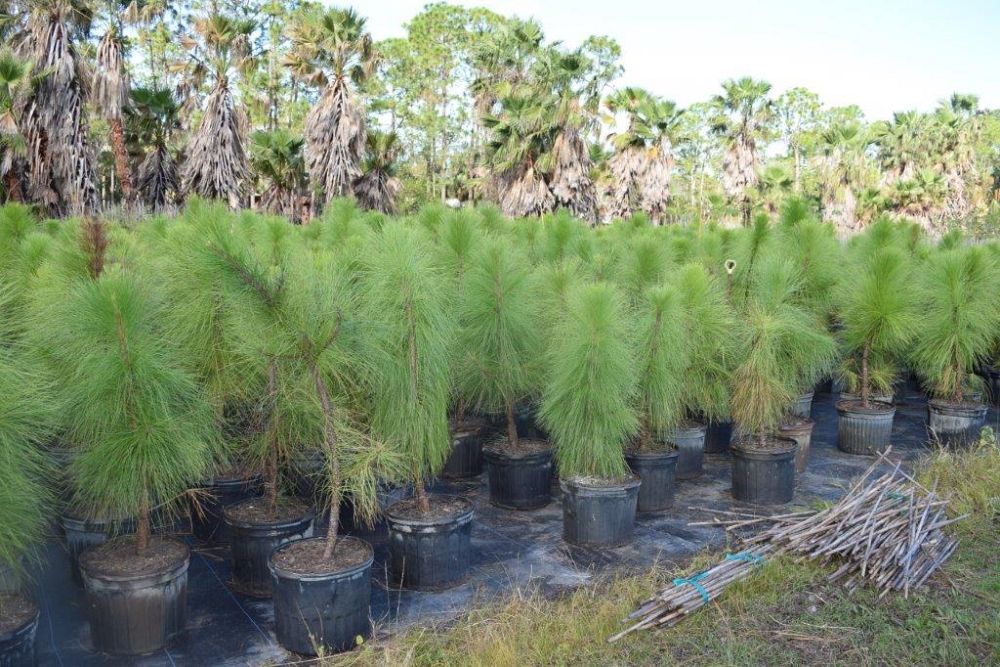 pinus-elliottii-densa-densa-pine-south-florida-slash-pine