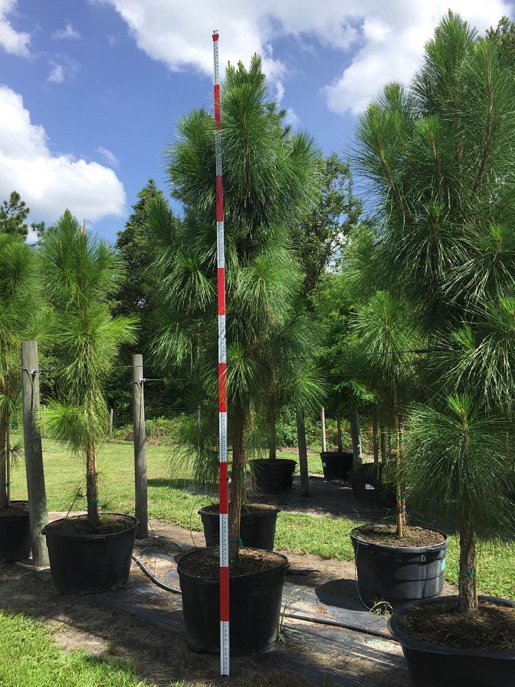 pinus-elliottii-densa-densa-pine-south-florida-slash-pine