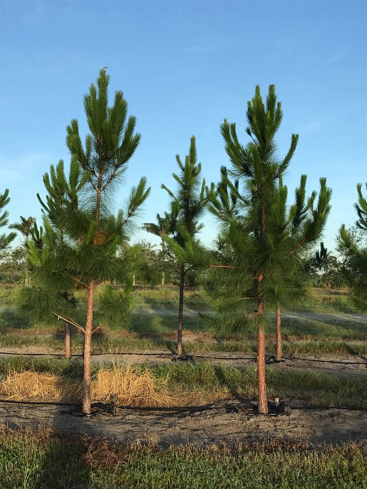 pinus-elliottii-densa-densa-pine-south-florida-slash-pine