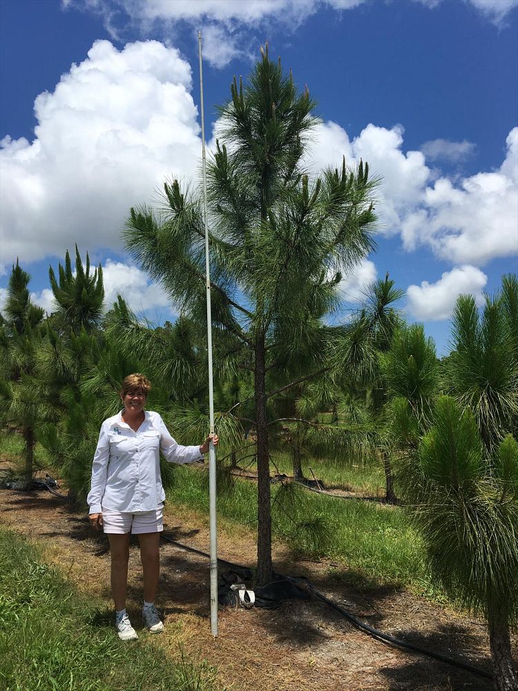 pinus-elliottii-densa-densa-pine-south-florida-slash-pine