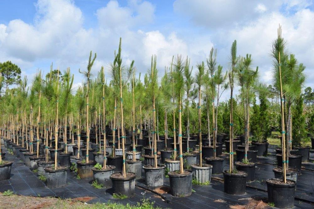 pinus-elliottii-densa-densa-pine-south-florida-slash-pine