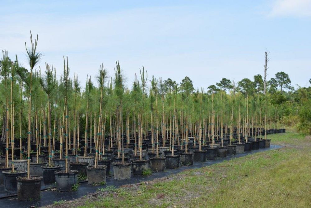pinus-elliottii-densa-densa-pine-south-florida-slash-pine